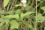 Snow squarestem